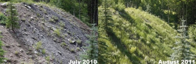 Mine Tailing near Aspen Colorado